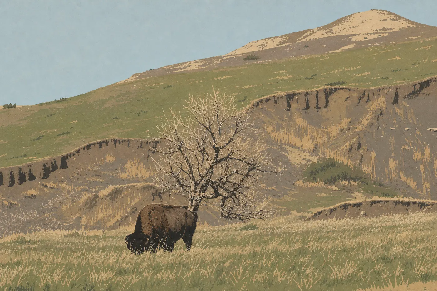 Illustration sérigraphiée : Un bison des plaines solitaire traverse la prairie sauvage près de Sage Creek Rim Road.