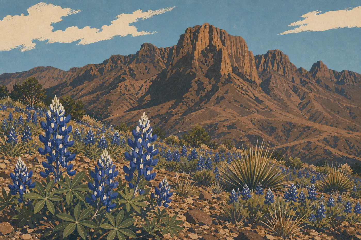 Illustration sérigraphiée : Des bluebonnets de Big Bend en fleurs tapissant le désert printanier devant les Chisos Mountains.