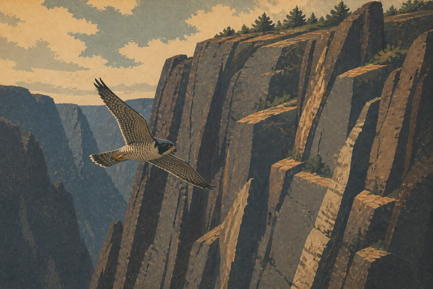 Ilustración serigrafiada: El halcón peregrino (Falco peregrinus)