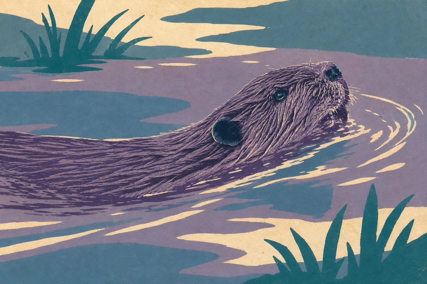 Illustration sérigraphiée : Le castor d'Amérique