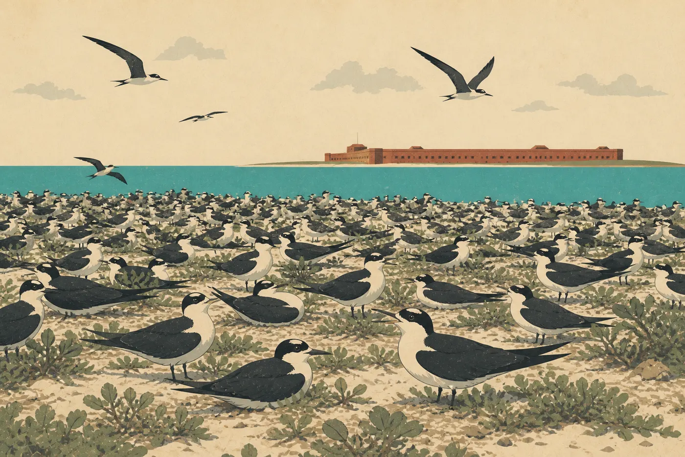 Illustration sérigraphiée : Colonie dense de sternes fuligineuses nichant sur Bush Key avec Fort Jefferson visible au loin