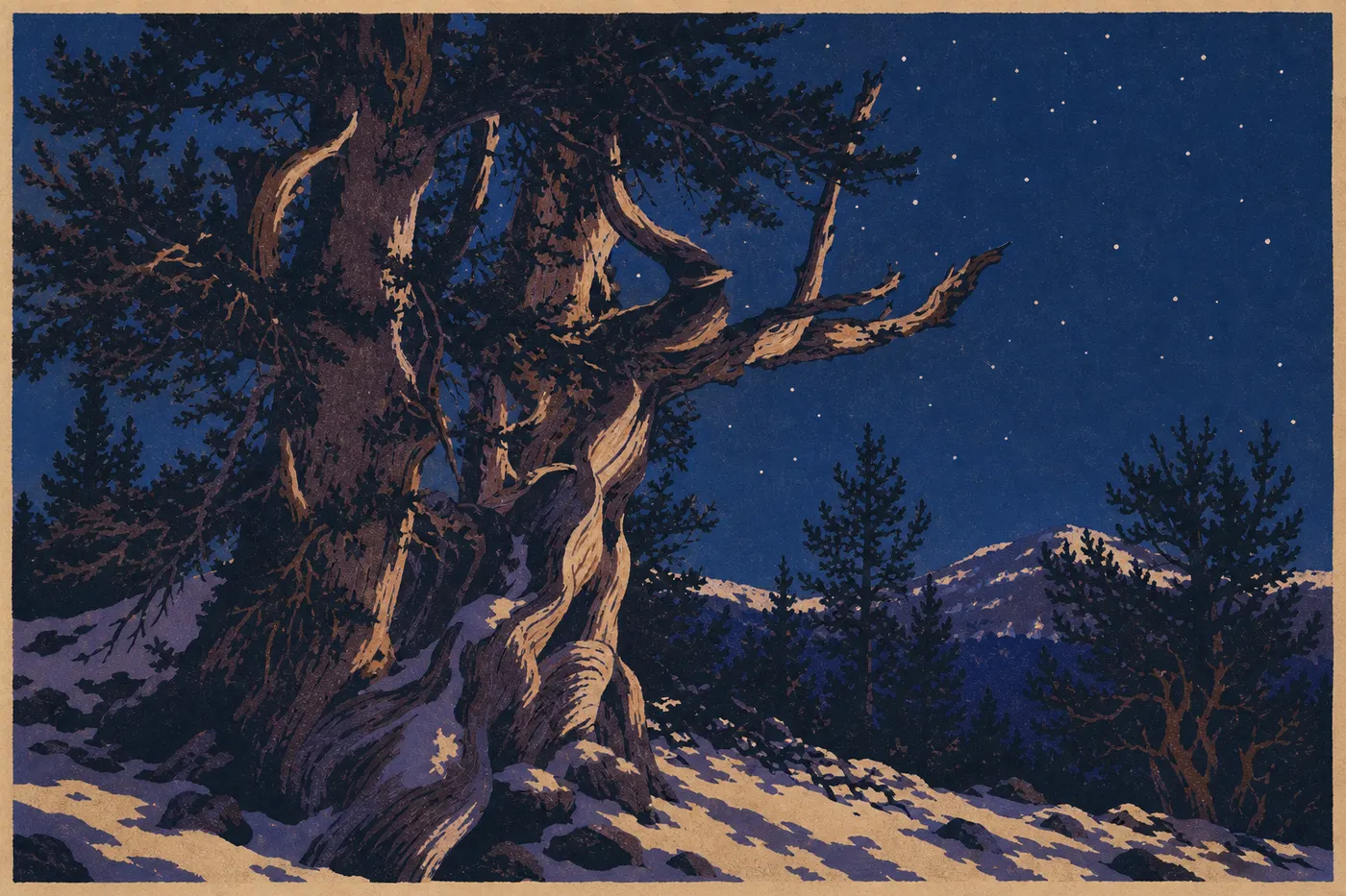 Illustration sérigraphiée : Les bristlecone pines : des arbres vieux de 5 000 ans