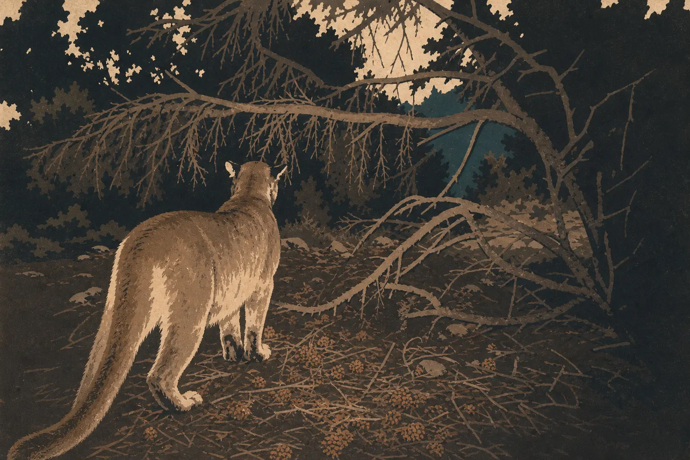 Illustration sérigraphiée : Le puma (Puma concolor)