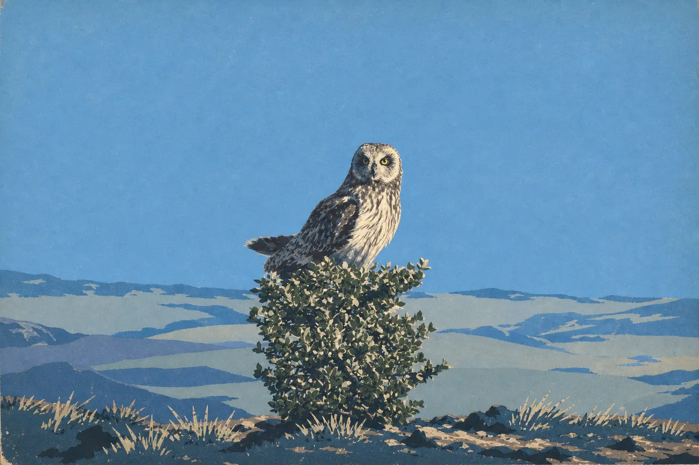 Illustration sérigraphiée : Pueo perché sur un arbuste bas de la lande d’altitude, plumage brun éclairé de profil