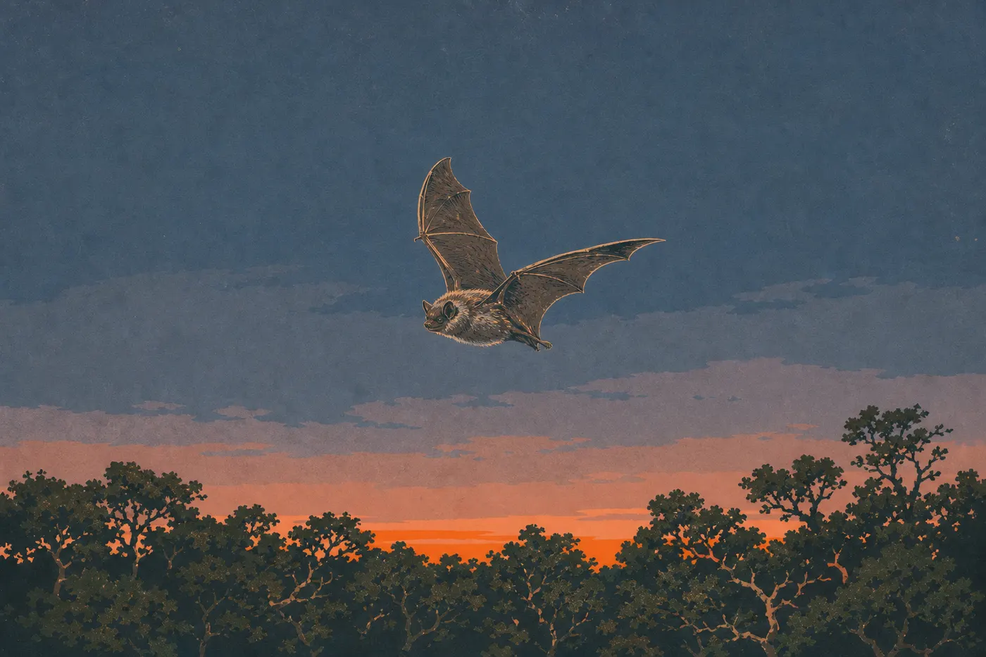 Illustration sérigraphiée : Un ʻōpeʻapeʻa en vol au crépuscule au-dessus de la forêt du sommet du Kīlauea.