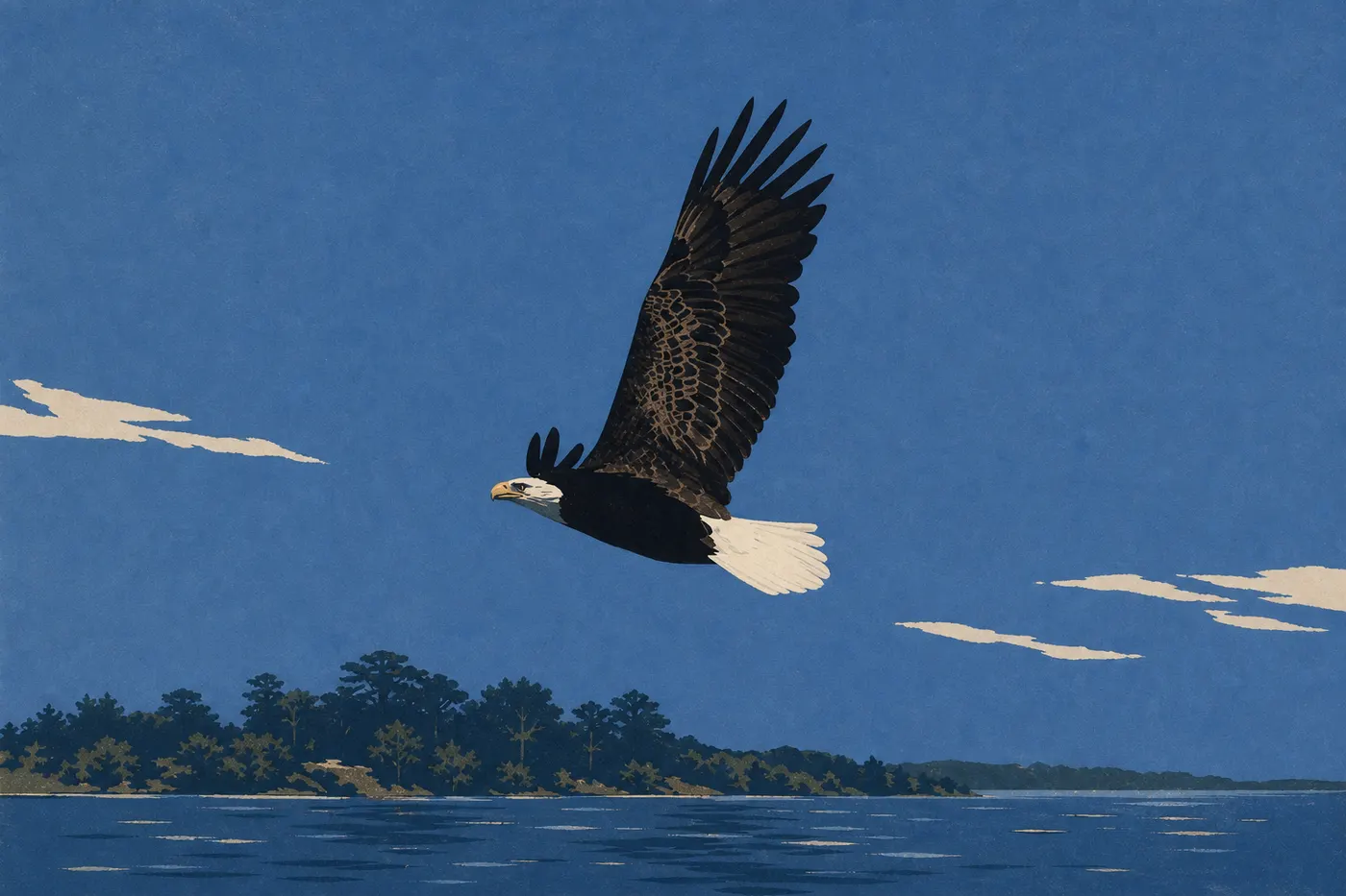 Ilustración serigrafiada: El águila calva (Haliaeetus leucocephalus)