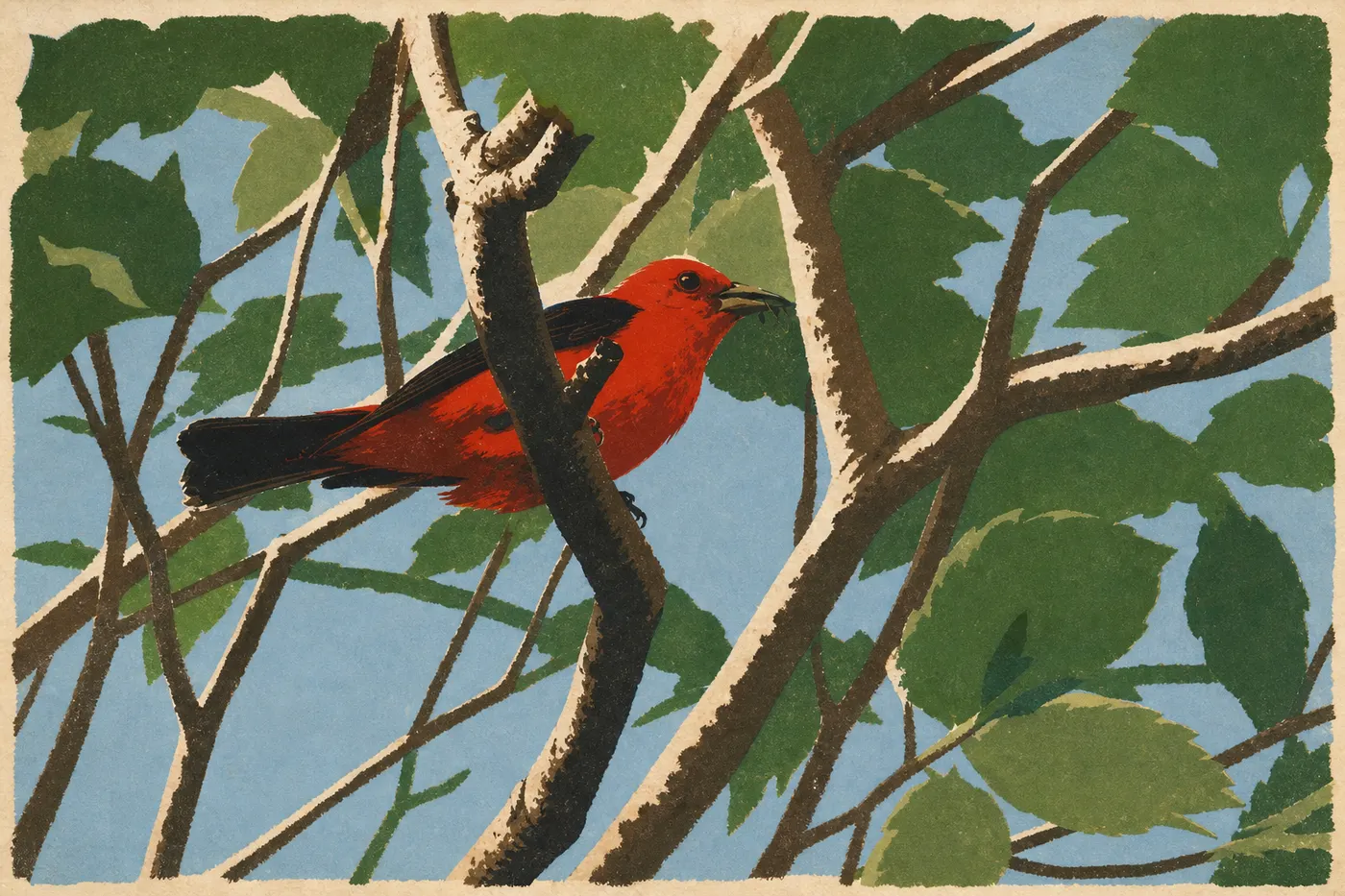 Ilustración serigrafiada: La tangara escarlata (Piranga olivacea)