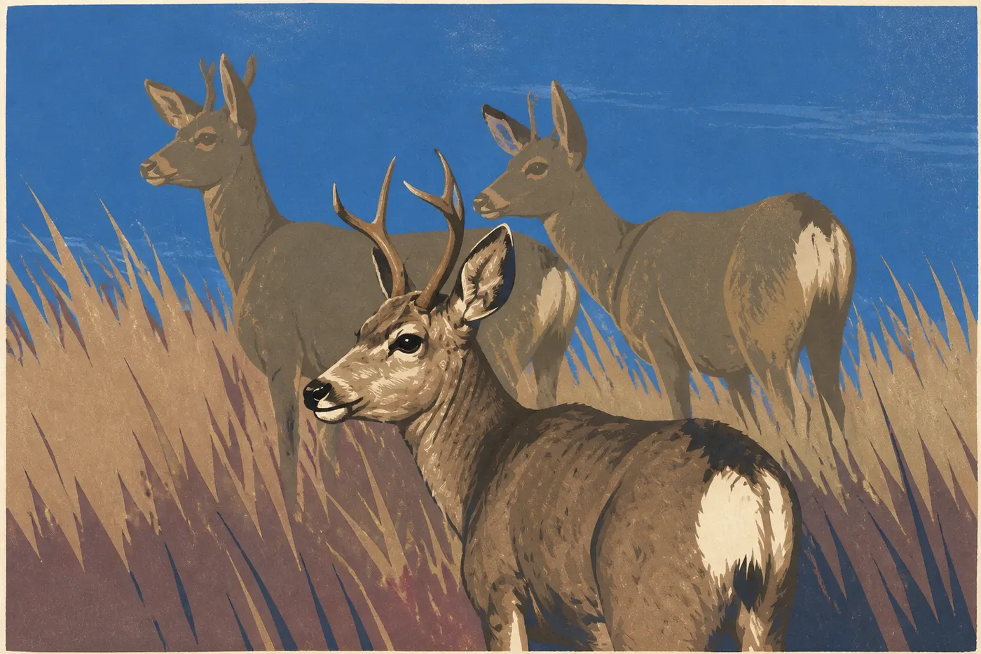 Illustration sérigraphiée : Cerf mulet aux grandes oreilles observé dans la prairie près du Visitor Center de Wind Cave.